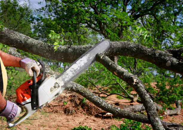 Best Tree Care Services  in Sudan, TX